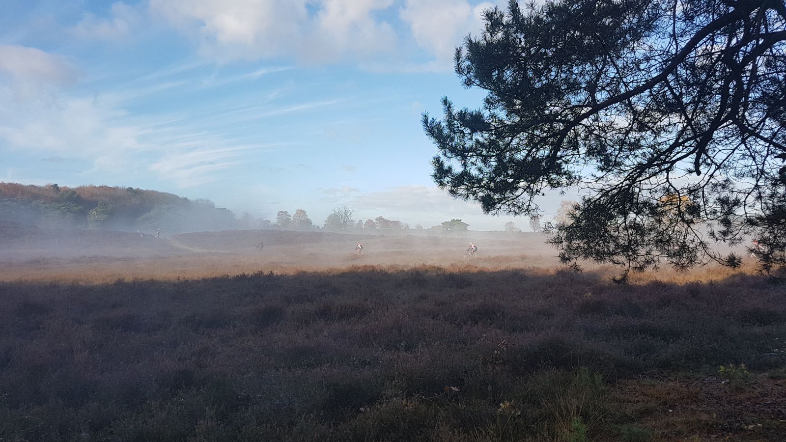 Je bekijkt nu Dauwtrappen