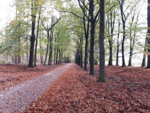 Lees meer over het artikel MTB weekend